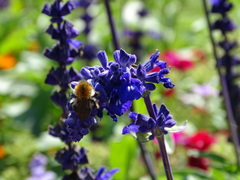 Bombus pascuorum
