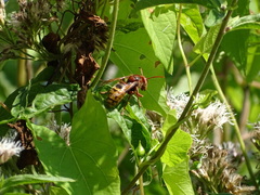 Vespa crabro