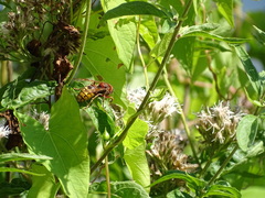 Vespa crabro