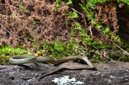 Common Tree Snake sighting