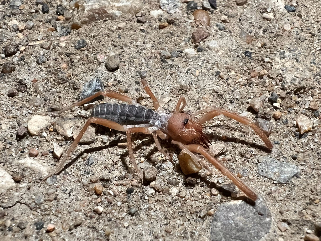 Pale Windscorpion