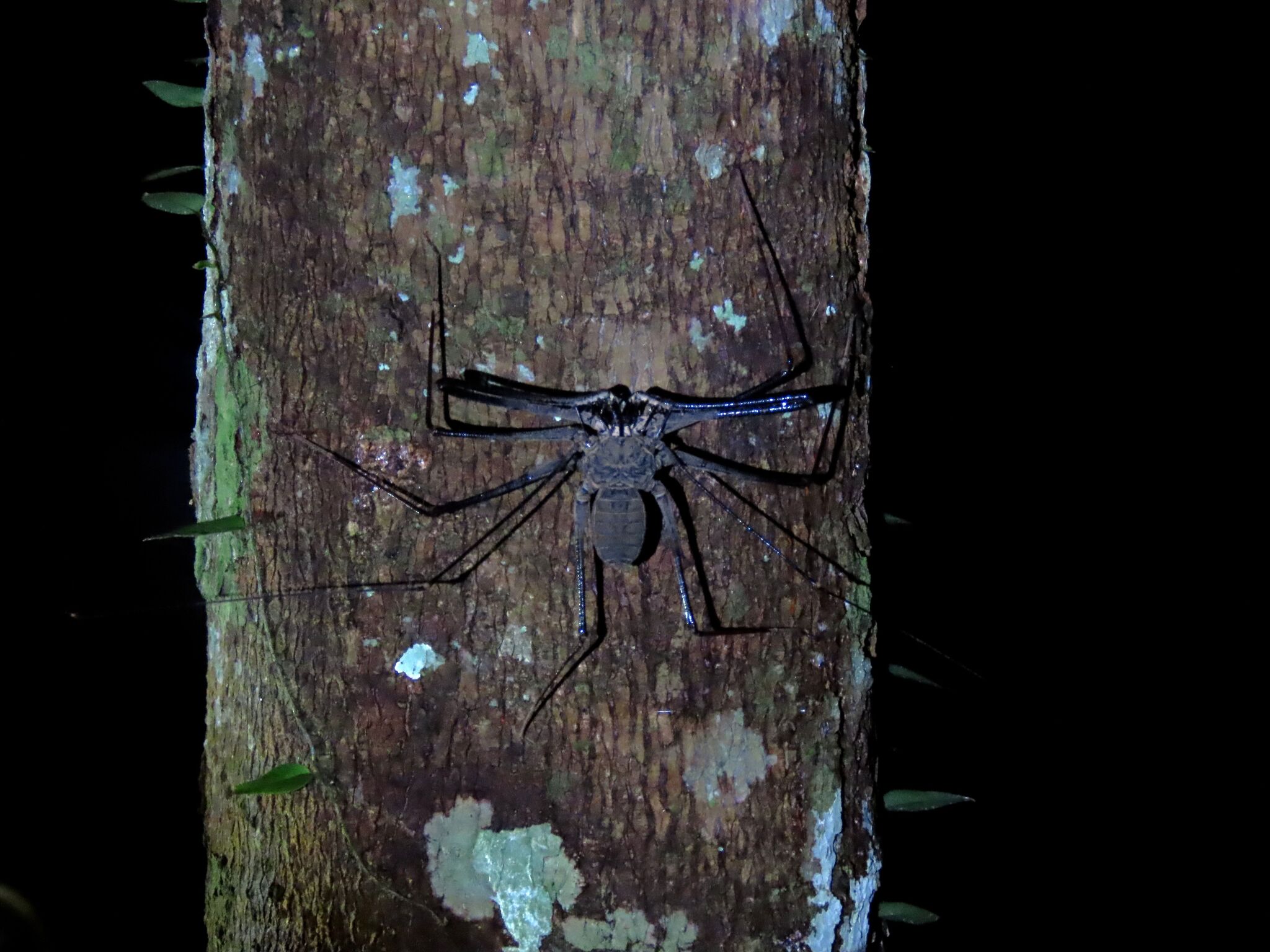 Heterophrynus batesii (Butler, 1873)