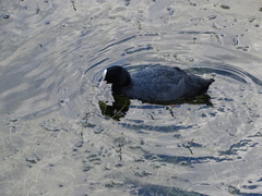 Fulica atra