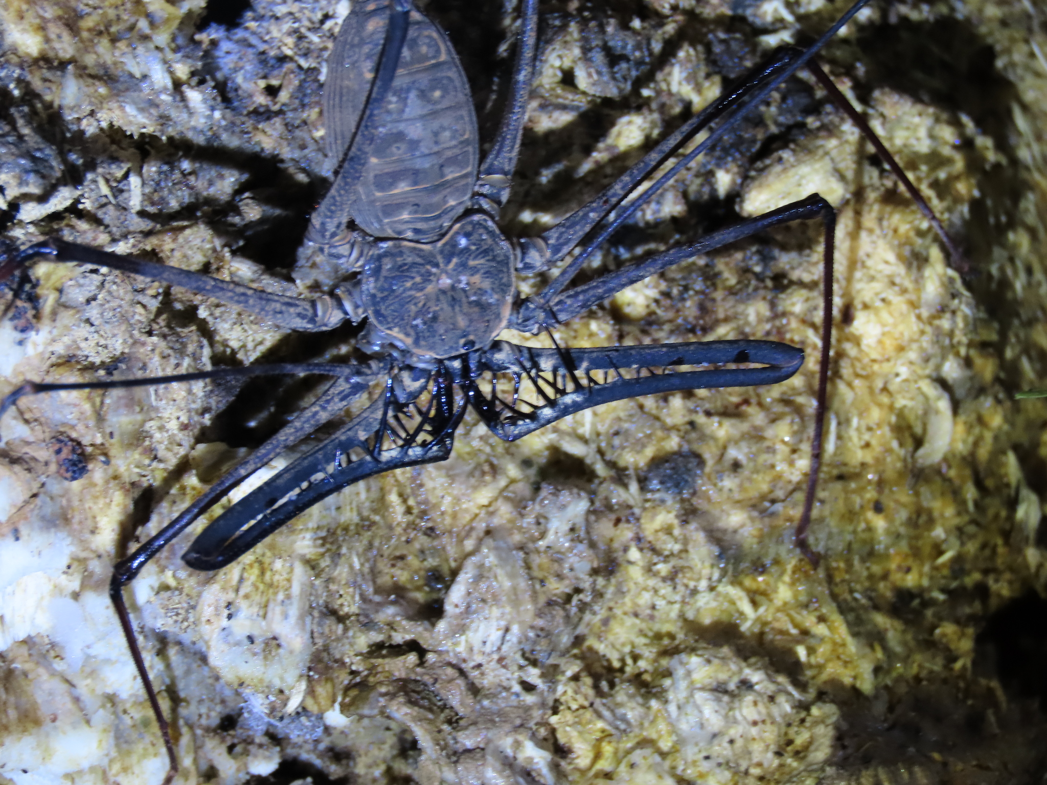 Heterophrynus batesii (Butler, 1873)