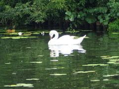 Cygnus olor