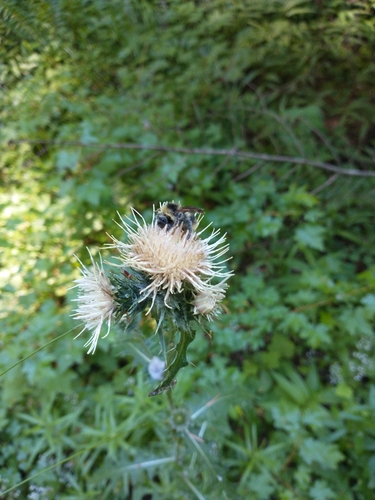 Fewleaf Thistle (Cirsium remotifolium)