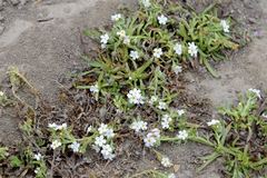 Cryptantha leiocarpa