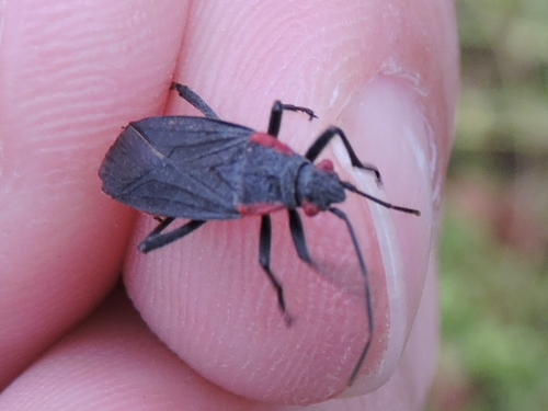 Photo of Red-shouldered Bug (Jadera haematoloma)