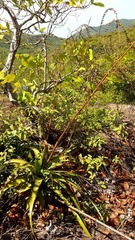 Hechtia guatemalensis