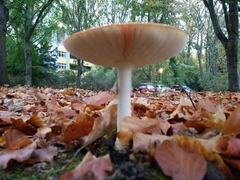 Amanita muscaria