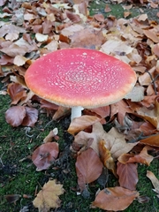 Amanita muscaria