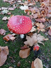 Amanita muscaria