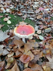 Amanita muscaria