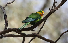 Polytelis swainsonii