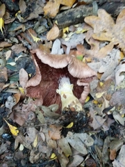 Fungi