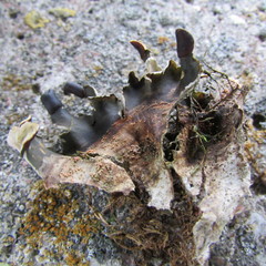 Lasionectria lecanodes