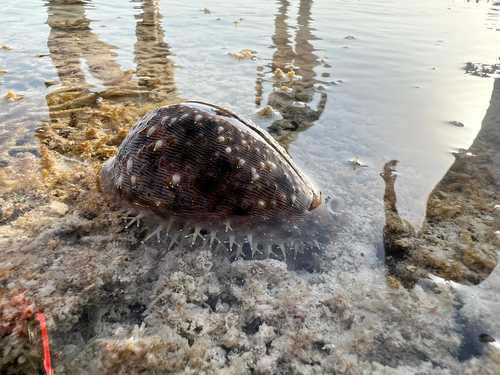 Cypraea pantherina observed 2023-09-23