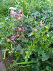 Cirsium arvense