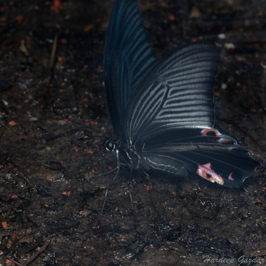 Spangled Mormon