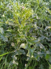 Cirsium arvense