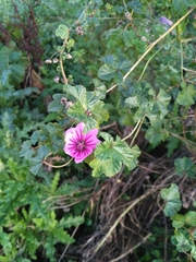 Malva sylvestris