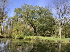 Juglans nigra
