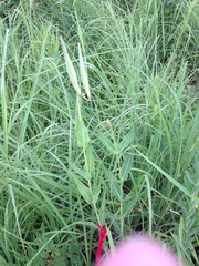 Asclepias meadii