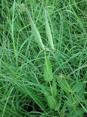Asclepias meadii