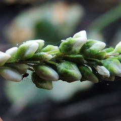 Persicaria robustior