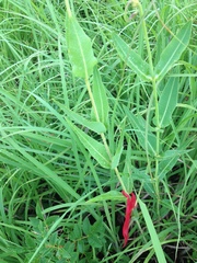 Asclepias meadii