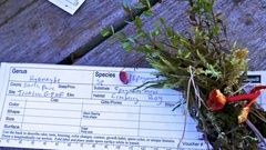 Hygrocybe substrangulata