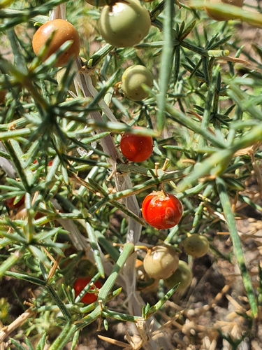 Asparagus brachyphyllus, photograph 3