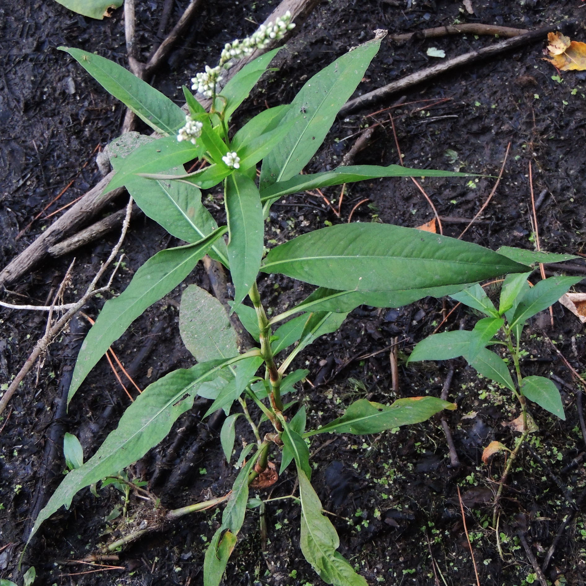 Persicaria robustior