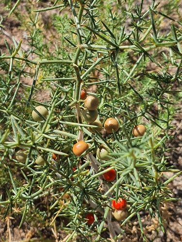 Asparagus brachyphyllus, photograph 4