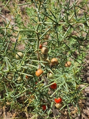 Asparagus brachyphyllus, photograph (c) Urgamal Magsar, some rights reserved (CC BY)