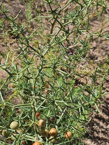 Asparagus brachyphyllus, photograph 5