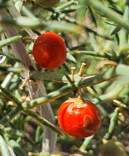 Asparagus brachyphyllus, photograph 6