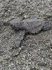 Lepidochelys olivacea