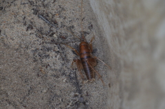 Ceuthophilus hesperus