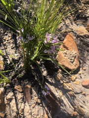 Polygala langebergensis