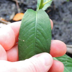 Persicaria robustior