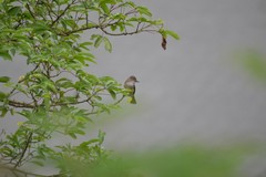 Myiarchus ferox