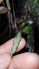 Notogrammitis pseudociliata