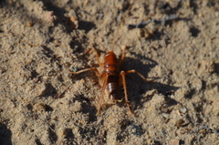 Ceuthophilus hesperus