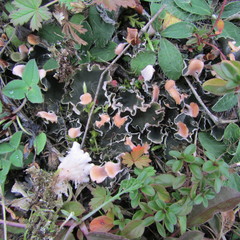 Peltigera ponojensis