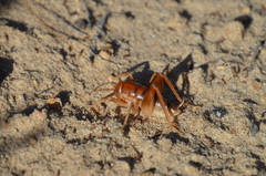 Ceuthophilus hesperus