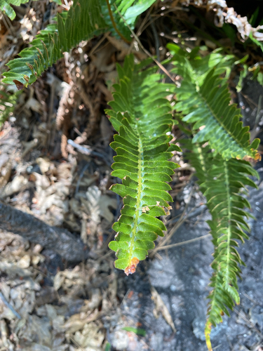 iNaturalist observation photo of Narrowleaf sword fern