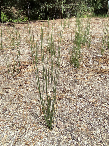 iNaturalist observation photo of smooth horsetail