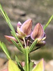 Polygala langebergensis