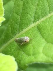 Bucephalogonia xanthophis